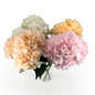Bouquet of hydrangeas in various colors in a clear vase on a white background