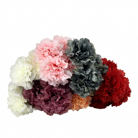 Colorful bouquet of carnations on a white background